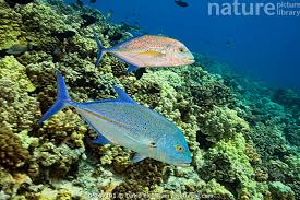 Image result for Caranx melampygus