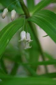 Attēlu rezultāti vaicājumam “Polygonatum verticillatum bud”