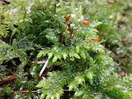 Attēlu rezultāti vaicājumam “Thamnobryum subserratum”