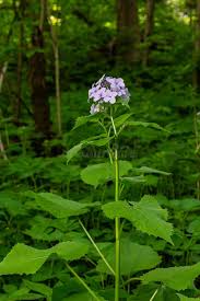 Attēlu rezultāti vaicājumam “Lunaria rediviva bud”