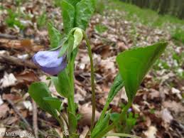 Attēlu rezultāti vaicājumam “Viola mirabilis”