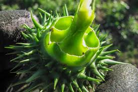Attēlu rezultāti vaicājumam “Datura stramonium fruit”