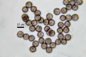 Attēlu rezultāti vaicājumam “Physarum leucopus”
