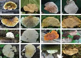 Attēlu rezultāti vaicājumam “Trametes ochracea”