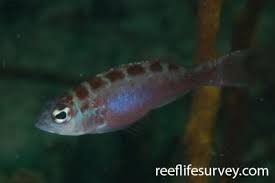Image result for Serranus atricauda