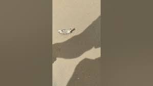 Image result for Argyrosomus inodorus