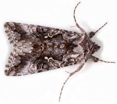 Attēlu rezultāti vaicājumam “Syngrapha interrogationis”