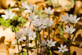 Attēlu rezultāti vaicājumam “Hepatica nobilis”