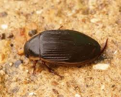 Attēlu rezultāti vaicājumam “Dytiscus marginalis”