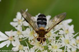Attēlu rezultāti vaicājumam “Leucozona glaucia”