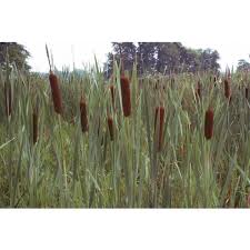 Attēlu rezultāti vaicājumam “Typha latifolia”