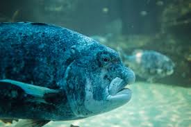 Image result for Cymatoceps nasutus