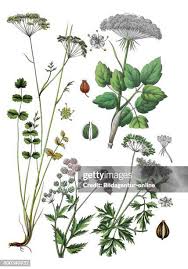 Image result for Pimpinella saxifraga