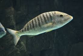 Image result for Lithognathus lithognathus