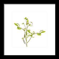 Attēlu rezultāti vaicājumam “Viscum album fruit”