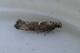 Attēlu rezultāti vaicājumam “Acrolepiopsis assectella”