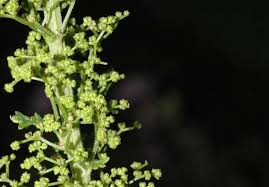 Image result for Chenopodium botrys