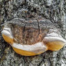 Attēlu rezultāti vaicājumam “Phellinus tremulae”