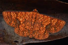 Attēlu rezultāti vaicājumam “Mollisia uda”