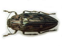 Attēlu rezultāti vaicājumam “Chalcophora mariana”