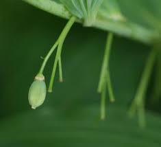 Attēlu rezultāti vaicājumam “Polygonatum verticillatum bud”