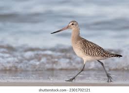 Attēlu rezultāti vaicājumam “Limosa lapponica”