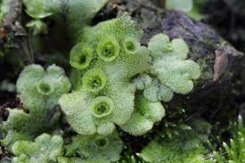 Attēlu rezultāti vaicājumam “Marchantia polymorpha”