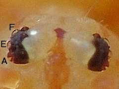 Attēlu rezultāti vaicājumam “Ptenothrix sp.”