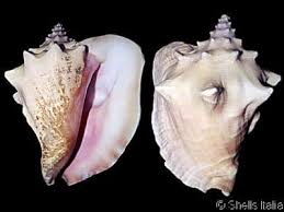 Image result for Aliger gigas