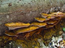 Attēlu rezultāti vaicājumam “Dacne bipustulata”