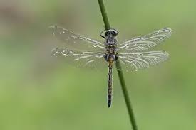 Attēlu rezultāti vaicājumam “Leucorrhinia rubicunda”
