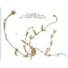 Attēlu rezultāti vaicājumam “Cerastium sylvaticum”