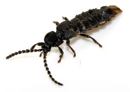 Attēlu rezultāti vaicājumam “Phosphaenus hemipterus”