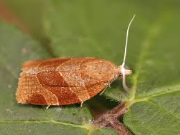 Attēlu rezultāti vaicājumam “Pandemis cinnamomeana”