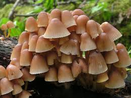 Attēlu rezultāti vaicājumam “Mycena renati”