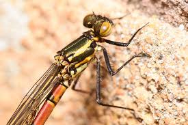 Attēlu rezultāti vaicājumam “Pyrrhosoma nymphula”