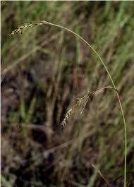 Attēlu rezultāti vaicājumam “Carex remota fruit”