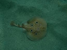 Image result for Torpedo torpedo