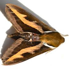 Attēlu rezultāti vaicājumam “Hyles gallii”