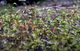 Attēlu rezultāti vaicājumam “Leptodictyum riparium”