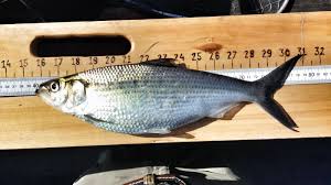 Image result for Alosa mediocris