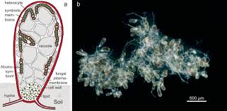 Attēlu rezultāti vaicājumam “Athelia pyriformis”