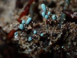 Attēlu rezultāti vaicājumam “Penicillium vulpinum”