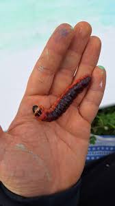 Attēlu rezultāti vaicājumam “Cossus cossus larva”