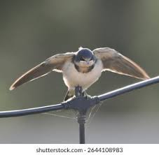 Attēlu rezultāti vaicājumam “Hirundo rustica juvenile”