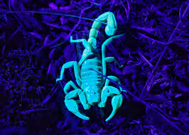 Attēlu rezultāti vaicājumam “Boreus”