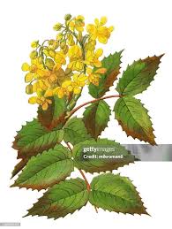 Attēlu rezultāti vaicājumam “Berberidaceae”