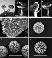 Attēlu rezultāti vaicājumam “Didymium squamulosum spores”