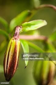 Attēlu rezultāti vaicājumam “Lilium martagon bud”