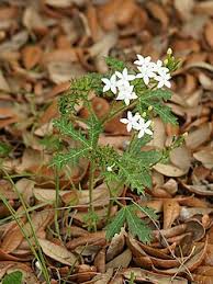Attēlu rezultāti vaicājumam “Cinclidium stygium macro”